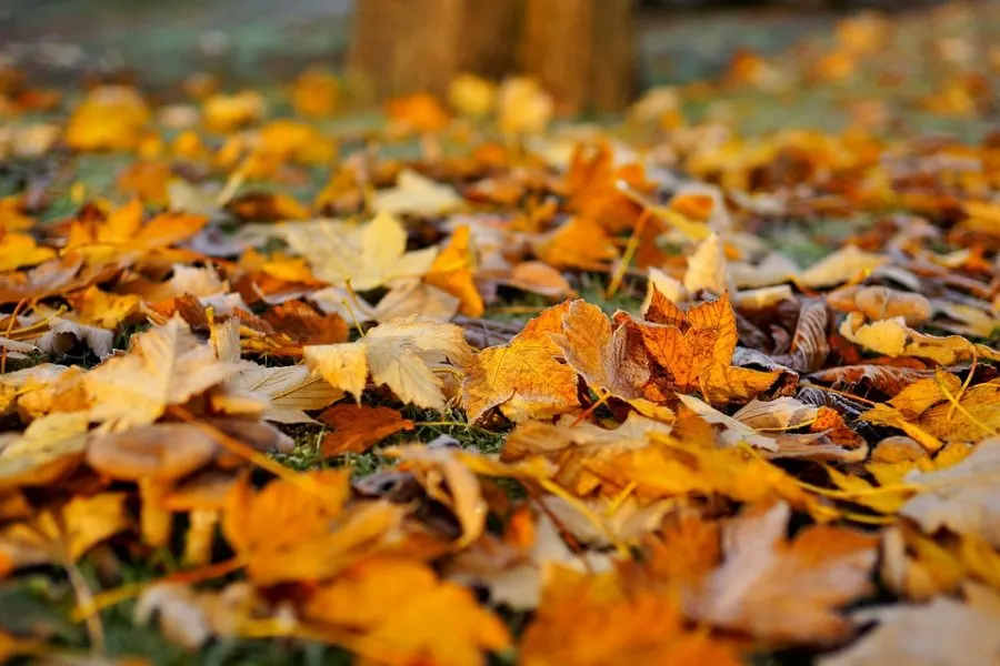 Autumn Blows In